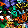 Butterflies and spot the differences